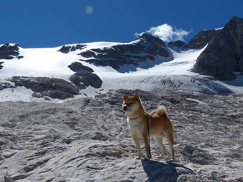 爬坡过险弯，WRC瑞典站展现技巧与勇气，瑞典赛车