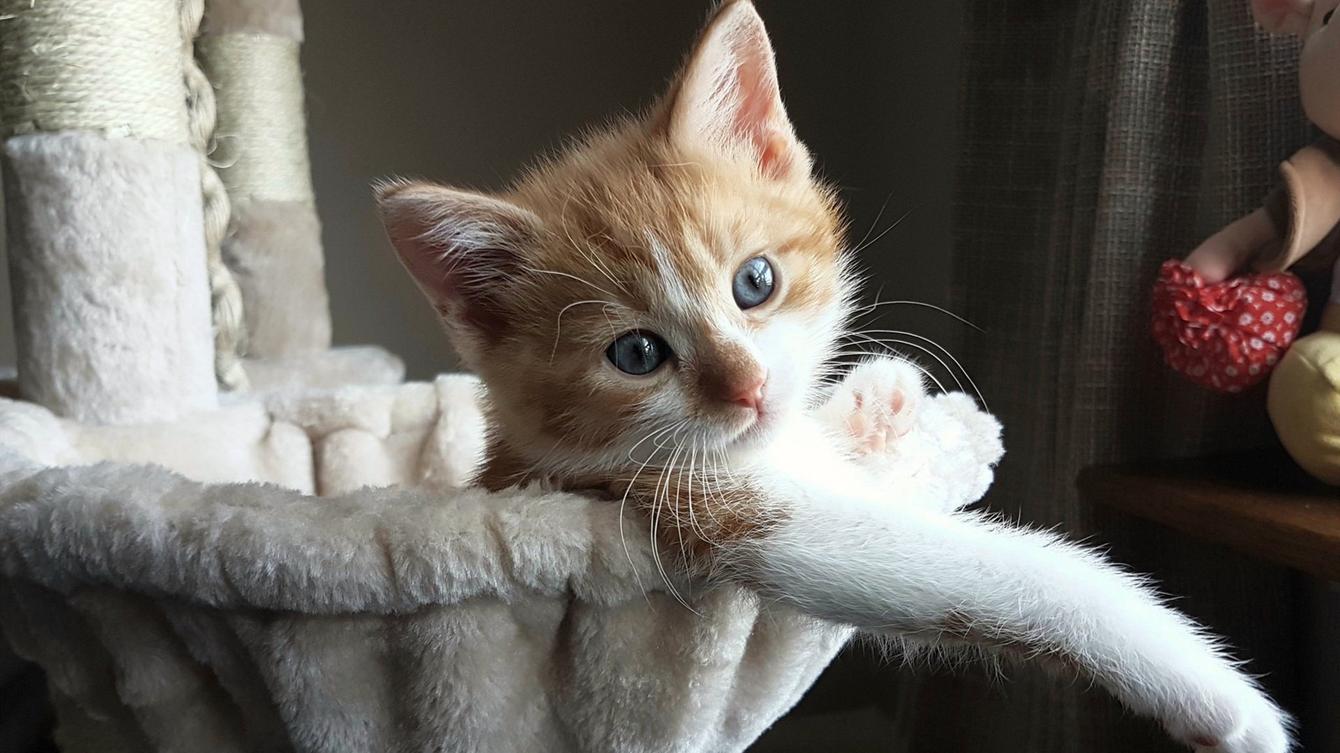 融合多语种技术打造国际足球交流平台，助推中国足球走出去，国际足球教育