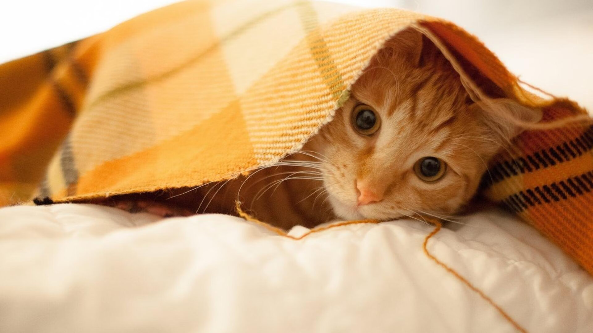 高尔夫大师赛：新晋选手勇夺绿夹克，高尔夫the green