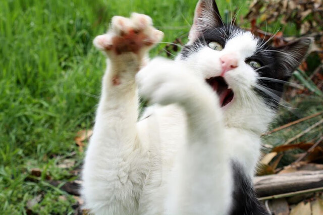 血战场上酣畅淋漓，胜负将近尘埃落定，血洒战场后一句