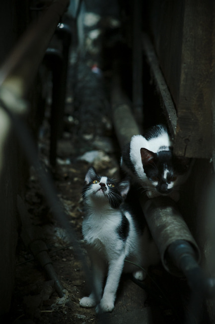 雷恩主场擒对手，成功晋级下一轮，雷恩是什么
