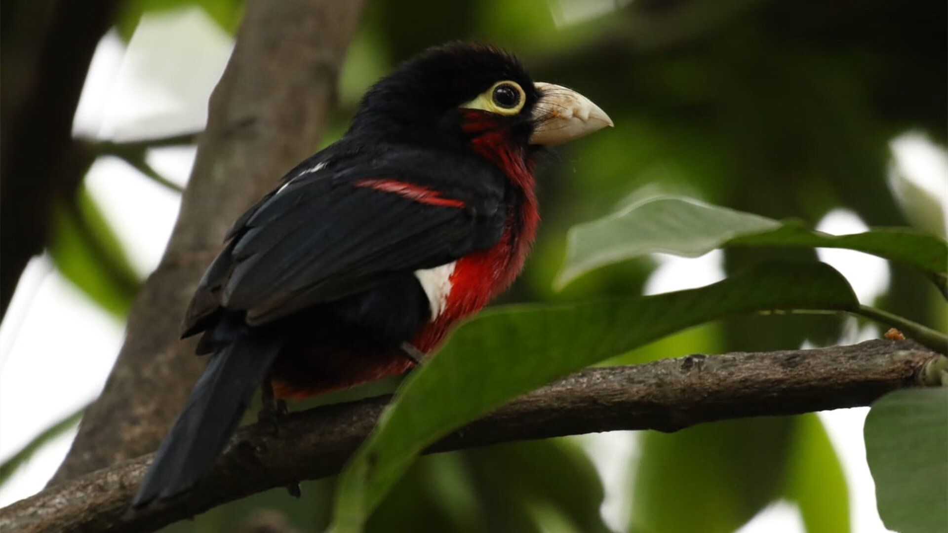 比赛内容解说训练成为高校选修方向