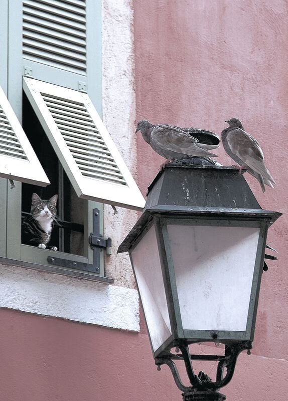 中国女排老将回归激发全队斗志和信心,中国女排的老将