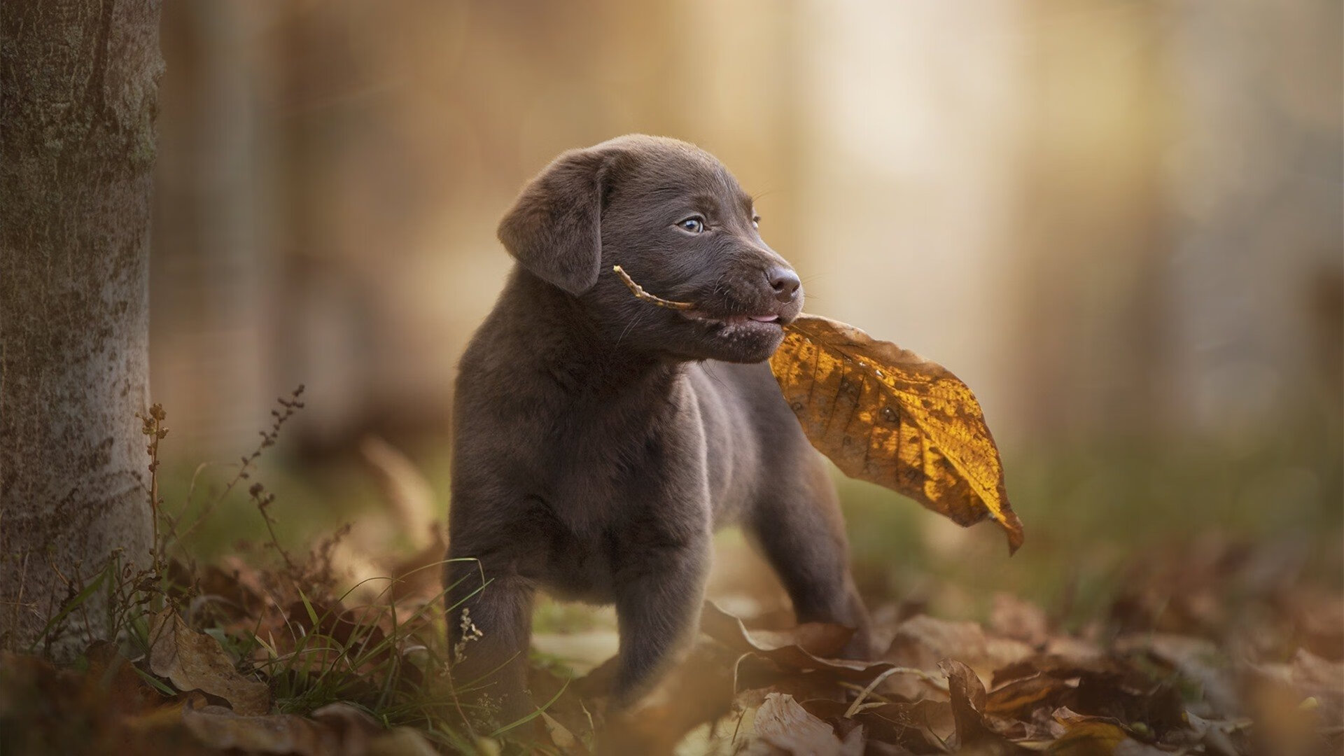 中国足球国家队聚焦压迫式防守体系重建,足球防守压迫教案