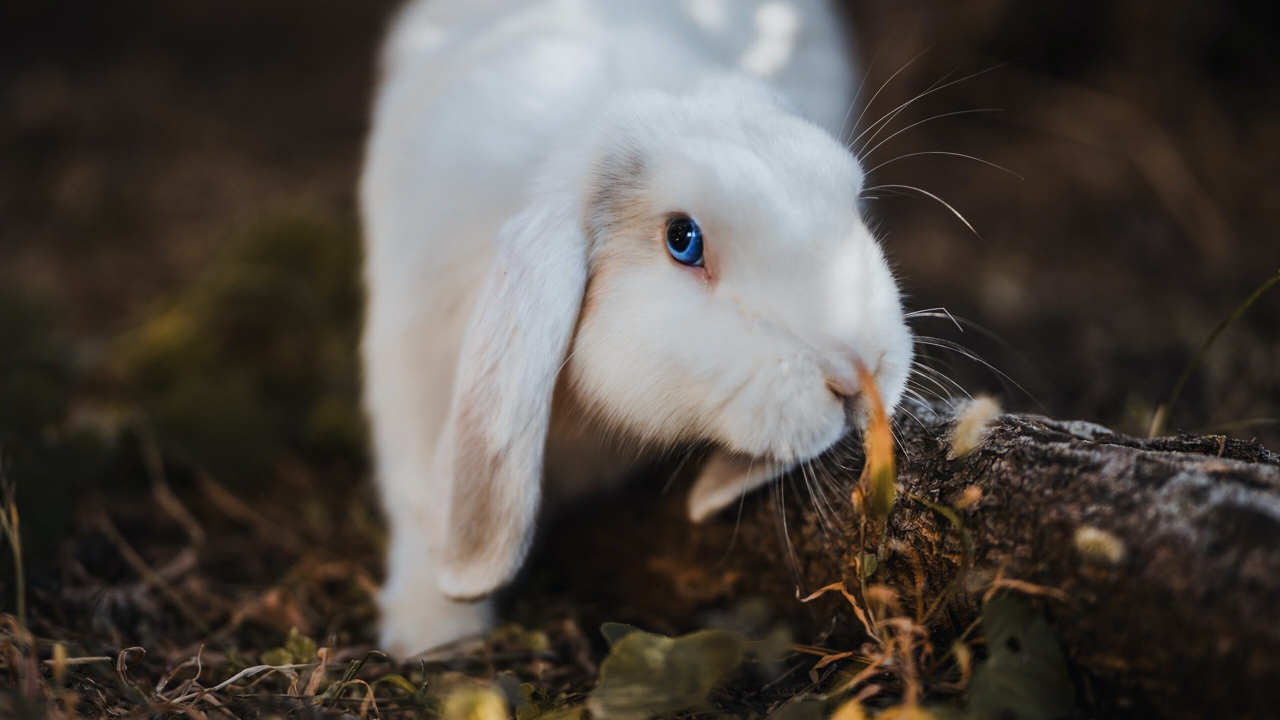 法甲十足火药味：场上场下都充满张力，法甲有哪些强队
