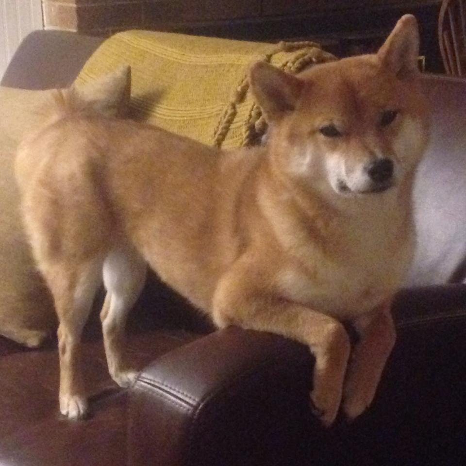 活塞重建再出发新人表现令人期待,活塞id