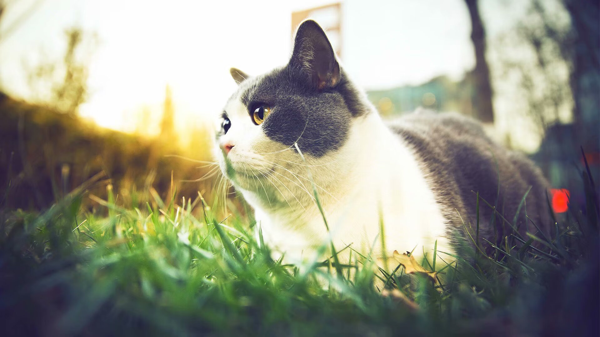 裁判判罚标准趋于稳定为比赛营造更加公平竞争环境，裁判的规则