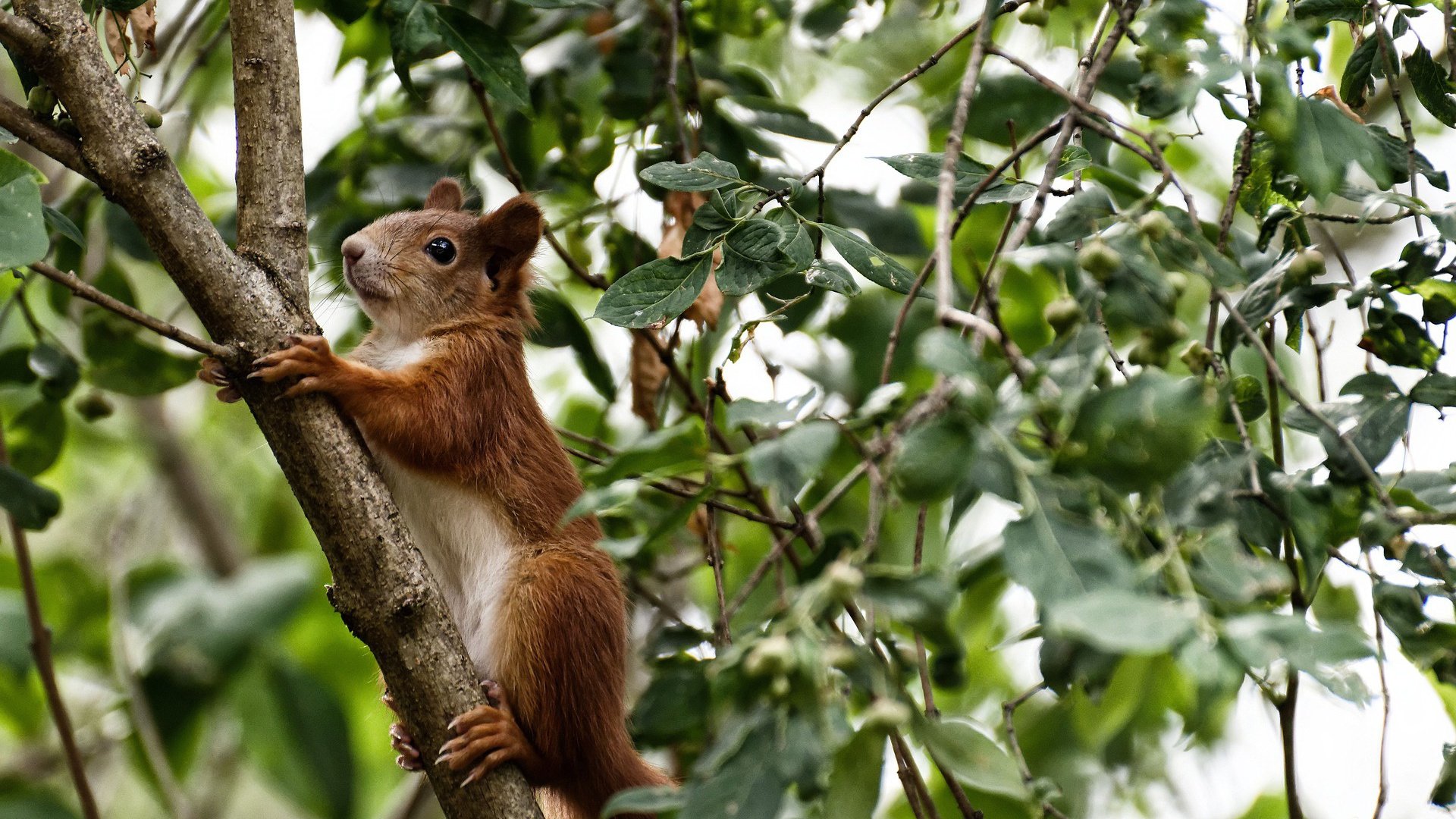 足球裁判新规解读 比赛更公平，足球裁判规则案例视频讲解